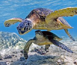 Sea Turtles At Play
12-24mm from Kona, The Big Island Of... by James Kashner 